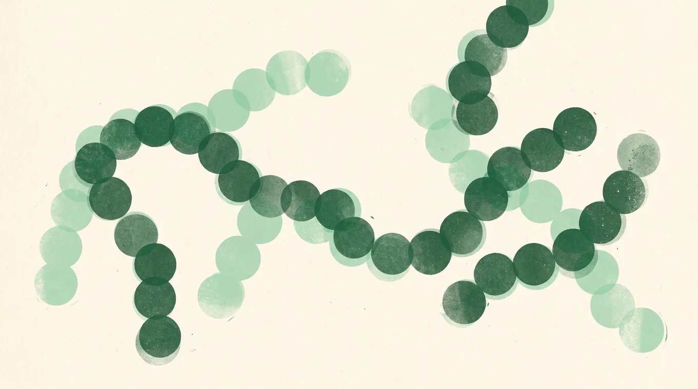 Illustration of round bacteria cells linked in chains like strings of beads